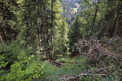 Biseggwald. Foto Jan Ryser