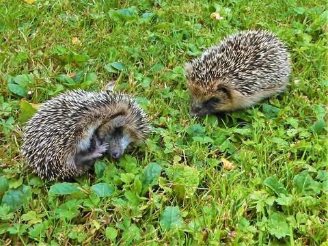 Zwei Igel